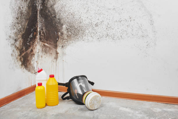 Best Emergency Mold Removal  in Metter, GA
