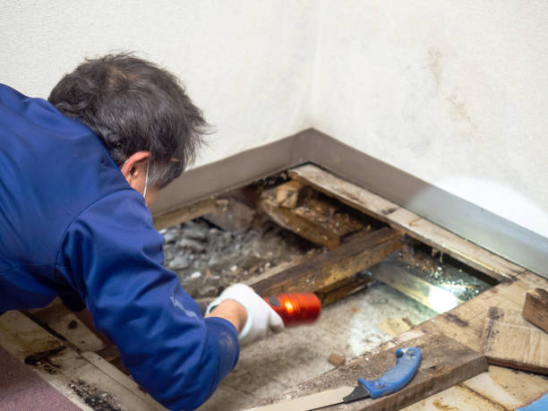 Mold Removal and Inspection in Metter, GA