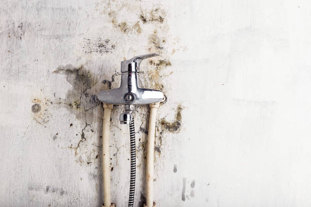 Best Affordable Mold Removal  in Metter, GA