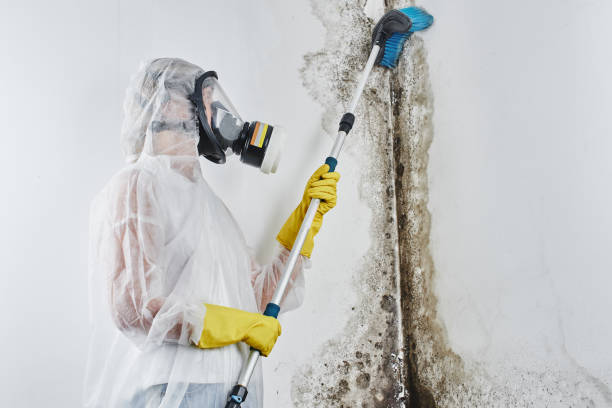 Best Professional Mold Removal  in Metter, GA
