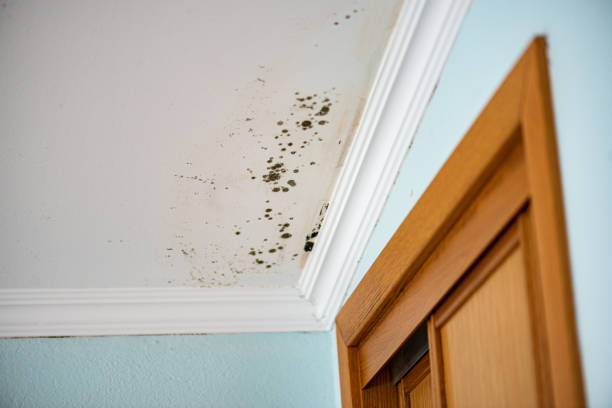Best Emergency Mold Removal  in Metter, GA