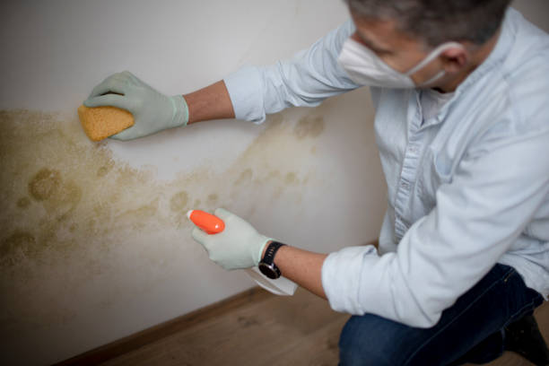 Best Attic Mold Removal  in Metter, GA