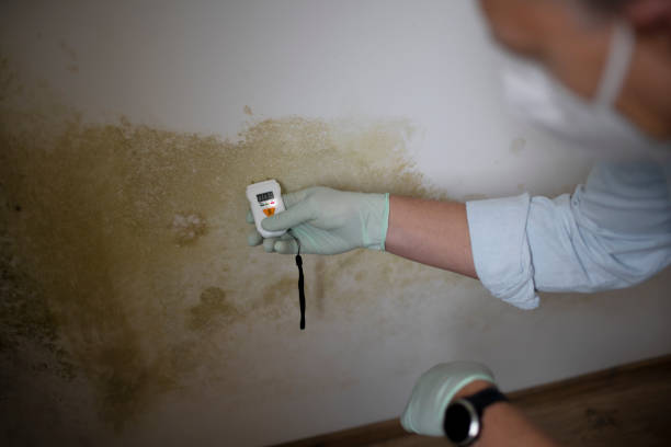 Best Crawl Space Mold Removal  in Metter, GA