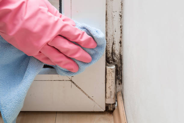 Best Black Mold Removal  in Metter, GA